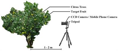 A Method of Green Citrus Detection in Natural Environments Using a Deep Convolutional Neural Network